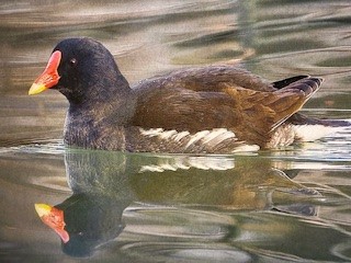 2026 Teichhuhn